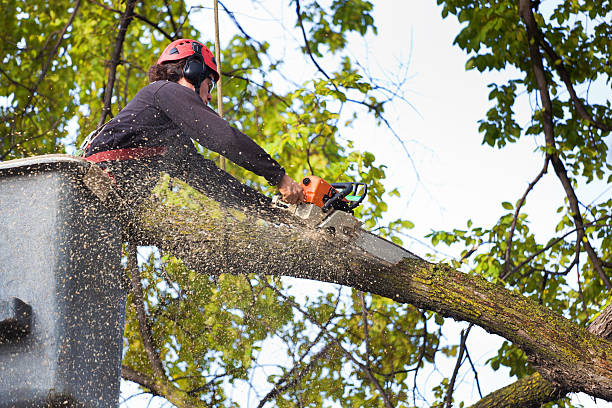 The Steps Involved in Our Tree Care Process in Cashmere, WA